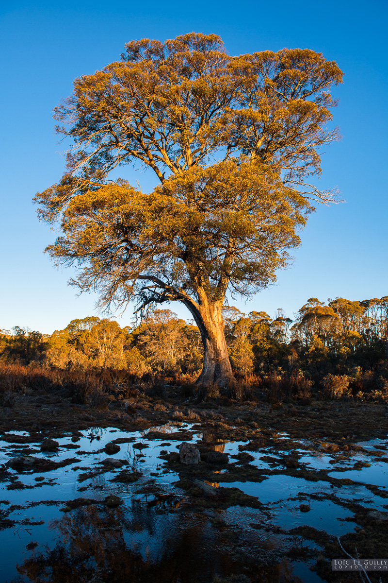 photograph of Miena cider gum in late afternoon